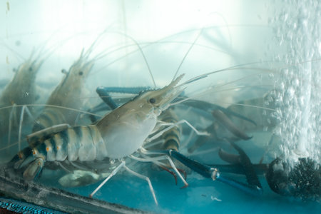 Freshwater giant river prawns in a clear oxygenated tank, showcasing their blue claws and segmented shells, waiting for selection in a seafood restaurant or market with a focus on freshness and qualityの写真素材