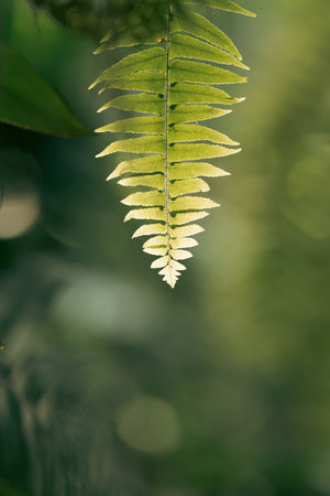 Earth Day eco concept with tropical forest background, natural forestation preservation scene with canopy tree in the wild, concept on sustainability and environmental renewableの写真素材