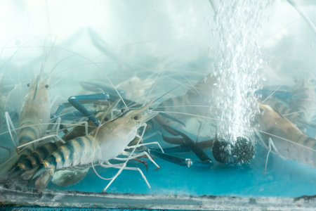Freshwater giant river prawns in a clear oxygenated tank, showcasing their blue claws and segmented shells, waiting for selection in a seafood restaurant or market with a focus on freshness and qualityの写真素材
