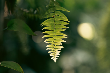 Earth Day eco concept with tropical forest background, natural forestation preservation scene with...