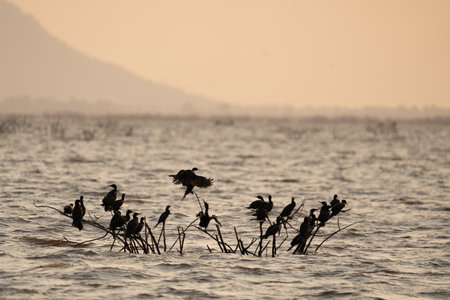 Birds playing a water splash in nature summer, wildlife animal scene in motion of freedom moment on water basin sinkの写真素材