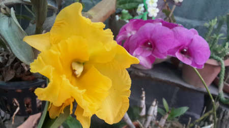 Royal flora