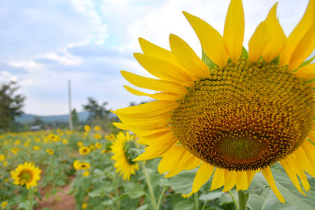sunflowersの写真素材