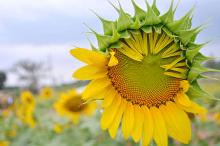 sunflowersの写真素材
