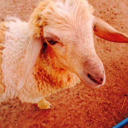 Sheep
