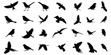 Set of birds silhouettes isolated on white background. Vector illustration.のイラスト素材