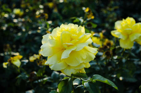 rose, ÑÐ¾Ð·Ð°の写真素材