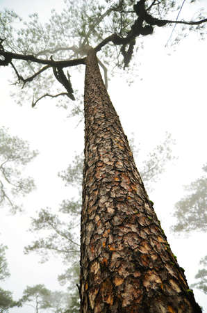 Tall Pine Tree , Thailand
