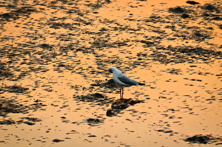 seagull, Bang Pu beach, Thailandの写真素材