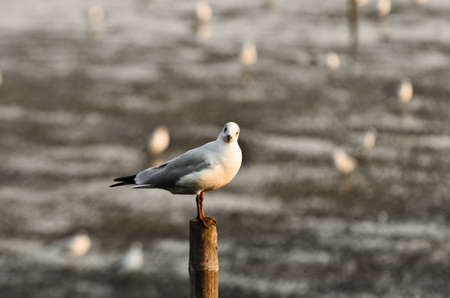 seagullの写真素材