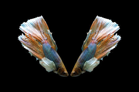 Betta fish on the black background.の写真素材