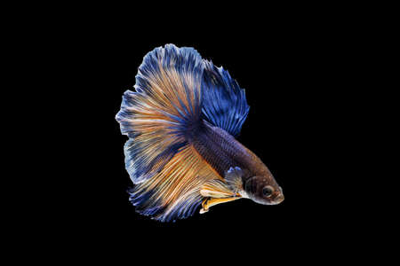 Betta fish on the black background.