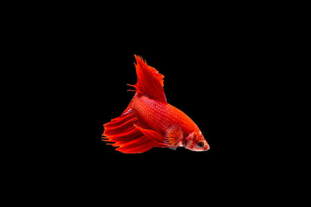 Betta fish on the black background.の写真素材