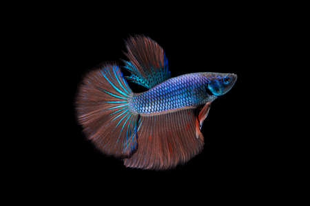 Betta fish, siamese fighting fish, betta splendens on black background with clipping path.