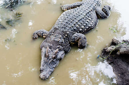 Freshwater crocodile or alligator or crocodile swamp.の写真素材