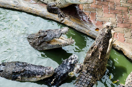 Freshwater crocodile or alligator or crocodile swamp.