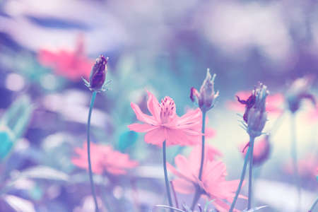 cosmos flowers,Vintage Flowers.Beautiful flowers in the garden.の写真素材