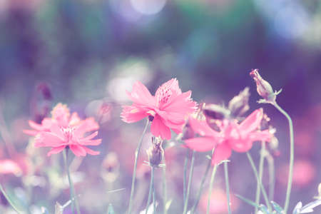 cosmos flowers,Vintage Flowers.Beautiful flowers in the garden.の写真素材