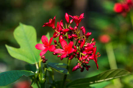 Jatropha integerrima flower, Peregrina or Spicy Jatropha flower