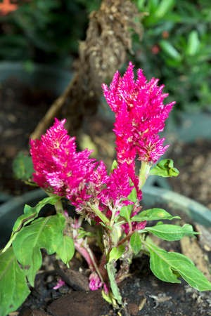 Red cockscomb flower blooming in garden.Celosia cristata