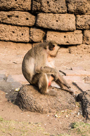 close up thai monkey in Triple Crown Castle,Phraphrangsamyod temple,Lopburi,Thailand.