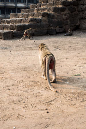 Baby monkeys in Thai Temple,Lopburi, Thailand.