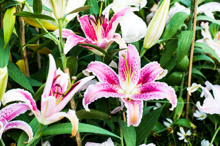 Full blooming of lily flower in garden.の写真素材