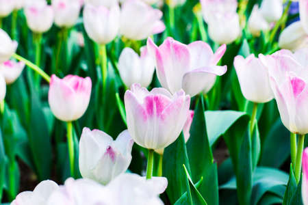 Beautiful bouquet of tulips. colorful tulips. tulips in spring,colourful tulipの写真素材