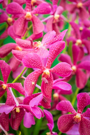 close-up beautiful pink and purple orchid flower tree blooming in the garden.