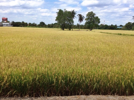 Rice field in farm.の素材