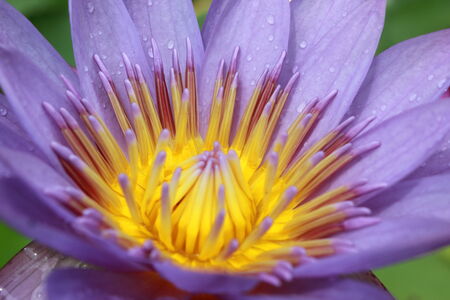 purple lotusの写真素材