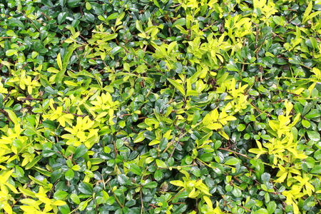 Texture of plantsの写真素材