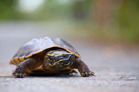 Turtle walkingの写真素材