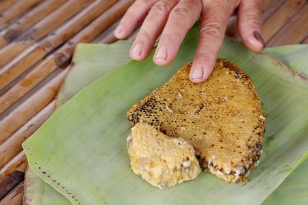 Honeycomb with embryo on a banana leafの写真素材