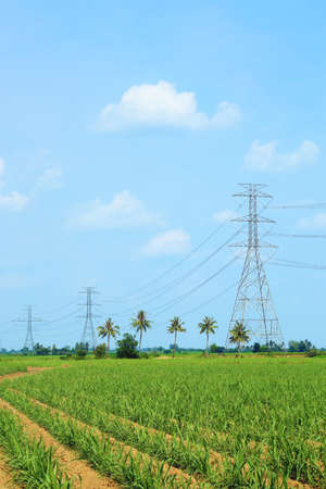 High voltage power lines in corn field with blue sky