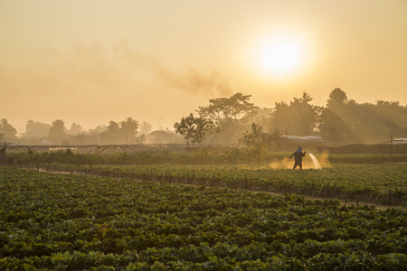 Strawberry plantations in the morningの写真素材