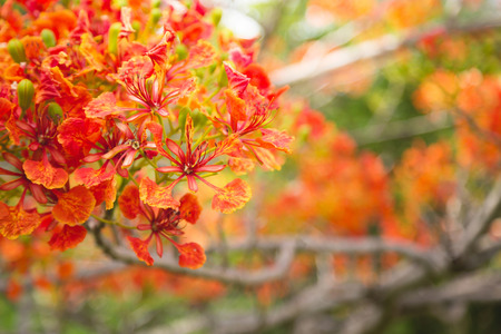 Vibrant colors of the flame treeの写真素材