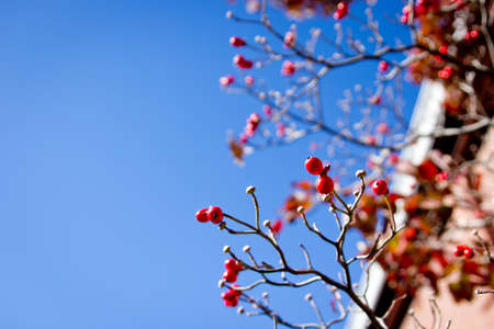 Red cherry@Museum at Nagoya Japanの写真素材