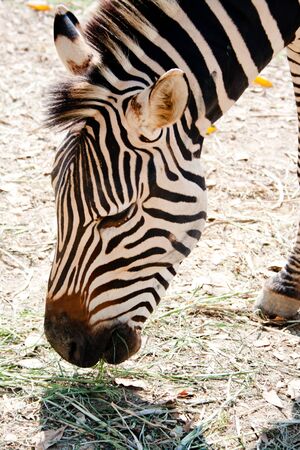 zebraの写真素材