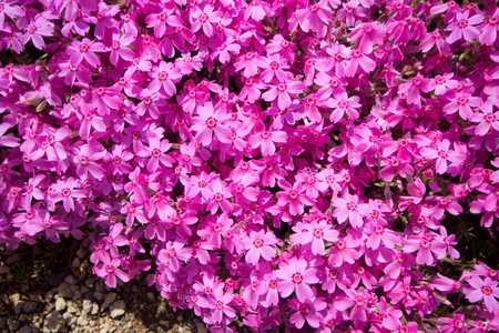 Pink moss phlox の写真素材