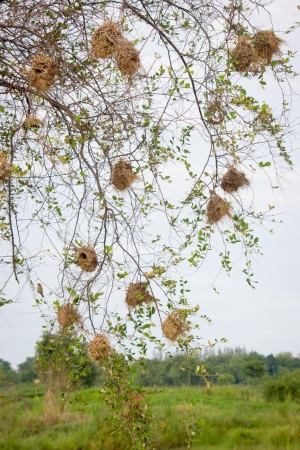 Weaver bird nest in Thailandの写真素材