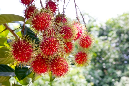 Tropical fruit, Rambutan on treeの写真素材