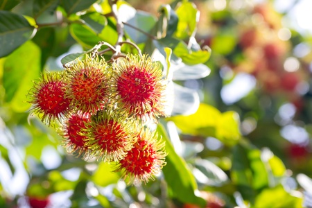 Tropical fruit, Rambutan on treeの写真素材