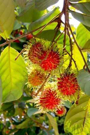Tropical fruit, Rambutan on treeの写真素材