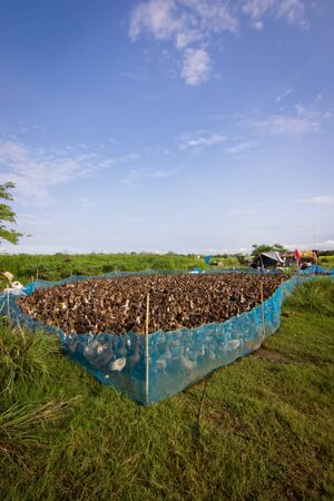 A free range duck farm の写真素材
