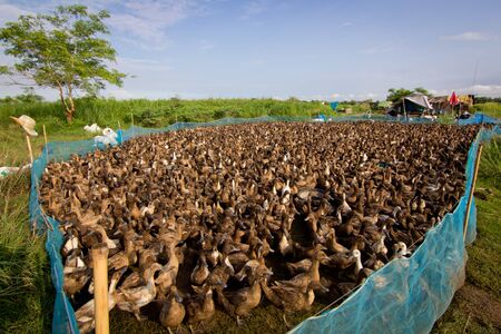 A free range duck farm の写真素材