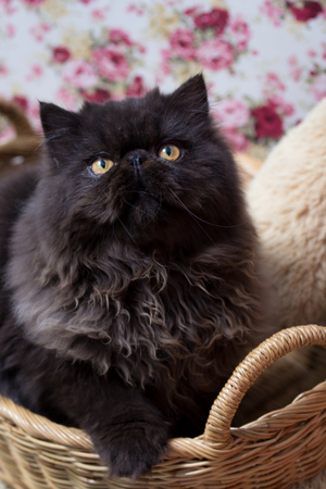 Lovely black kittenの写真素材
