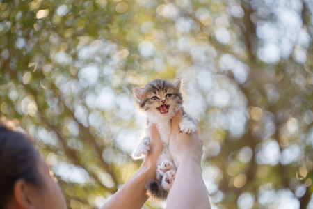 Asian girl holding lovely persian kitten with sunshine in the parkの写真素材
