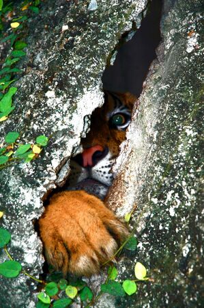 Expression of eyeの写真素材