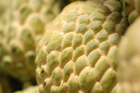 Thaifruit Sugar の写真素材